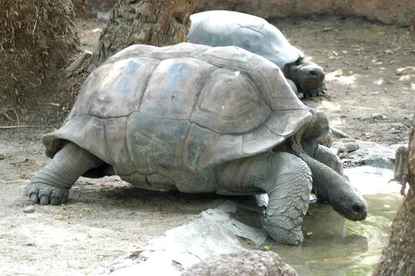 Reuzenschildpad Met Een Lange Nek — Stockfoto
