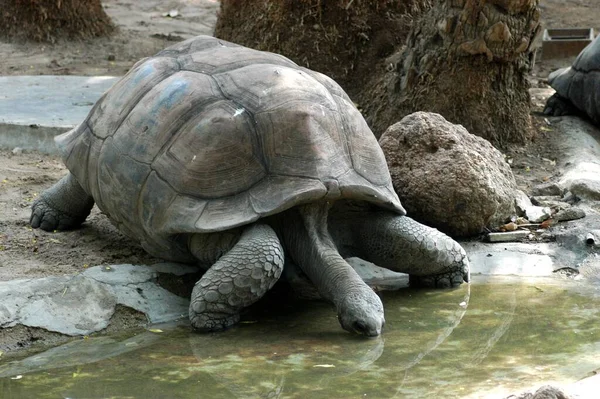 Kæmpe Skildpadde Strækker Lang Hals - Stock-foto