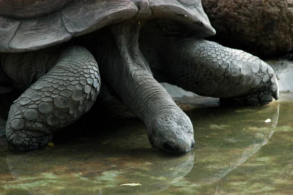 Tartaruga Gigante Alongamento Pescoço Longo — Fotografia de Stock