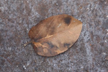 Dry Leaf Texture in the forest