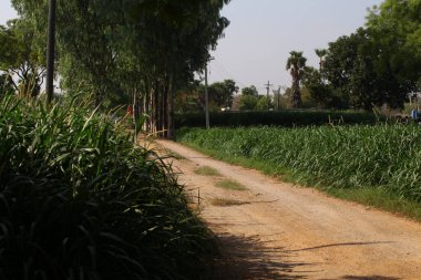 Çamurlu Kırsal Yol Tarlalar Arasında