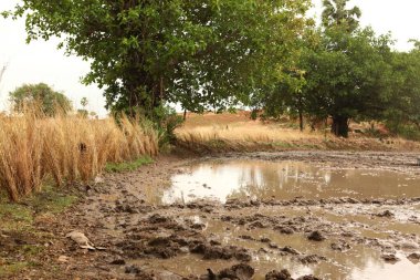 Islak çamur alanları