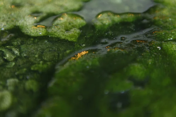 Зеленый Мох Воде — стоковое фото