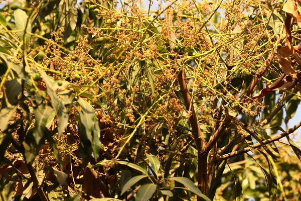 Indian Ayurveda Medicated Plant —  Fotos de Stock