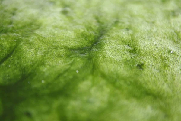 Musgo Verde Agua —  Fotos de Stock