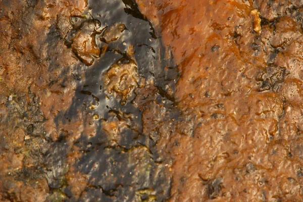 石上的苔藓 — 图库照片
