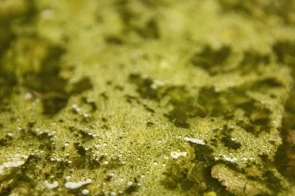 水中の緑の苔は — ストック写真