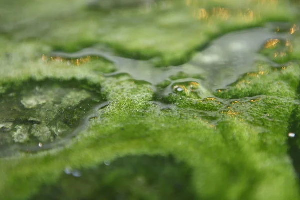 Zöld Moha Vízben — Stock Fotó