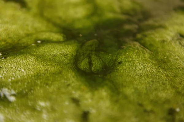 水中的绿色苔藓 — 图库照片