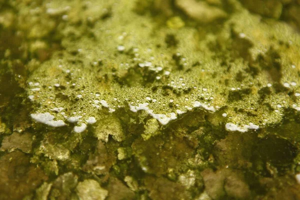 水中的绿色苔藓 — 图库照片