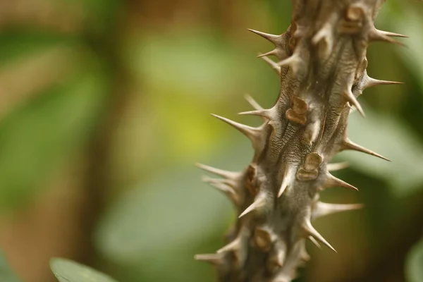 Macro Succulent Thorns Closeup — Stock Photo, Image