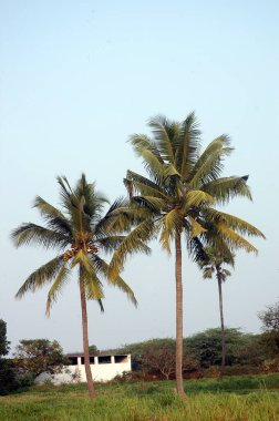 Kerala Hindistan 'da hindistan cevizi ağacı