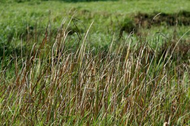 Yeşil alanlar Kerala Hindistan