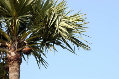 Hindistan 'da Toddy Tree