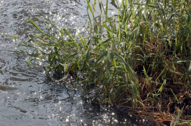 Yeşil Tarlalarda Ekin