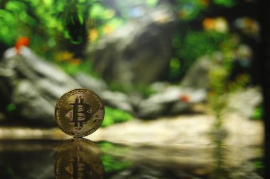 Bitcoin 'in Yakın Çekimi