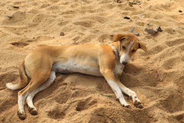 Kırsal bölgede köpek var.