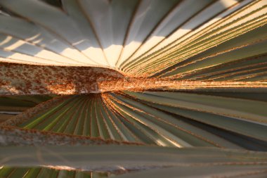 Toddy leaf texture closeup
