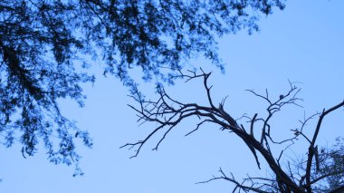 Doğada Kuru Ağaç Gövdesi Dokusu