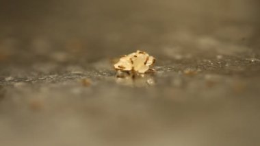 Tırtıklı karıncalar.