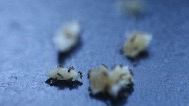 Tırtıklı karıncalar.