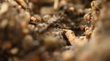 Karıncaların makro görüntüsü