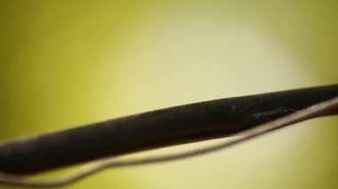 Karıncaların makro görüntüsü