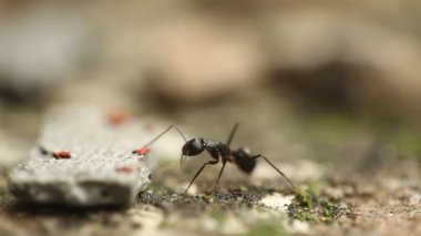 Karıncaların makro görüntüsü