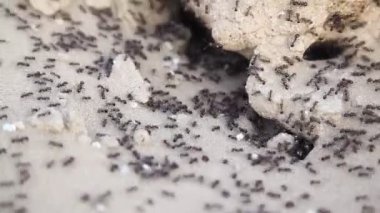 Karıncaların makro görüntüsü