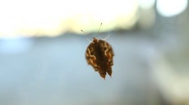 Bir kelebeğin yakın çekimi