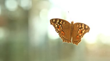 Bir kelebeğin yakın çekimi