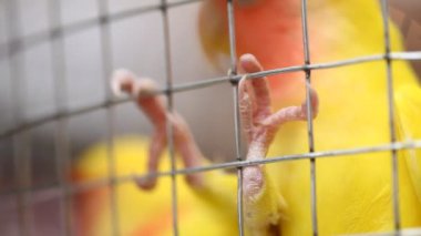 Güzel renkli parlak boyalı piliçler.