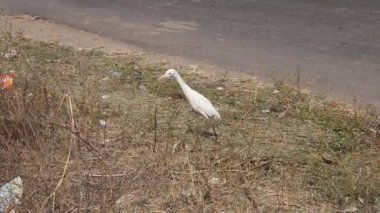 Köyün kırsal kesimindeki Kuş Turnası