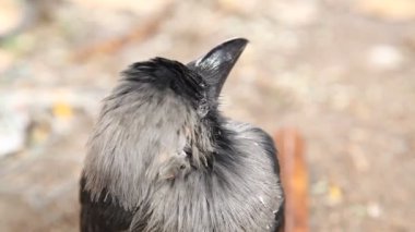 Kuş Kargası makro görüntüsü