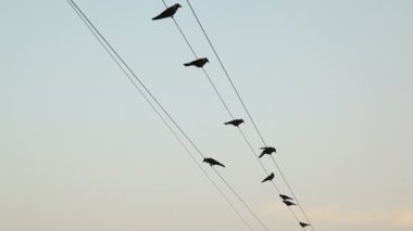 Güç kablosundaki kuşlar