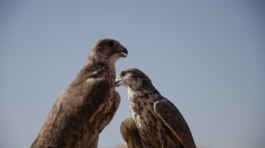 Çöldeki Kuş Kartal