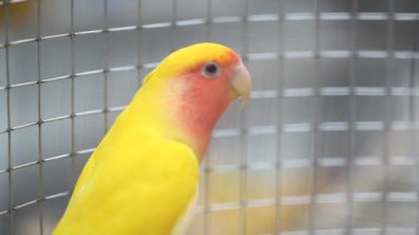 Kafesteki Kuş Papağanı