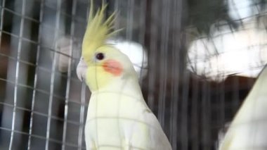 Kafesteki Kuş Papağanı