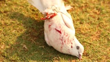 Beyaz bir güvercine yakın plan