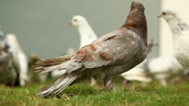 Meydanda Beslenen Güvercinler