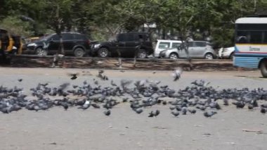 Meydanda Beslenen Güvercinler