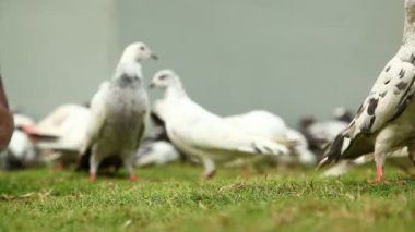 Beyaz bir güvercine yakın plan