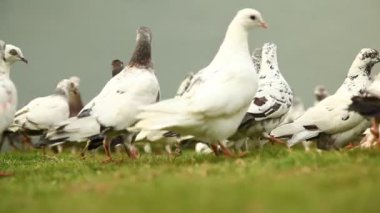 Beyaz bir güvercine yakın plan