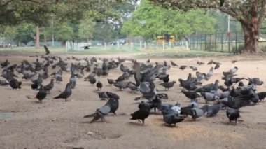 Meydanda Beslenen Güvercinler