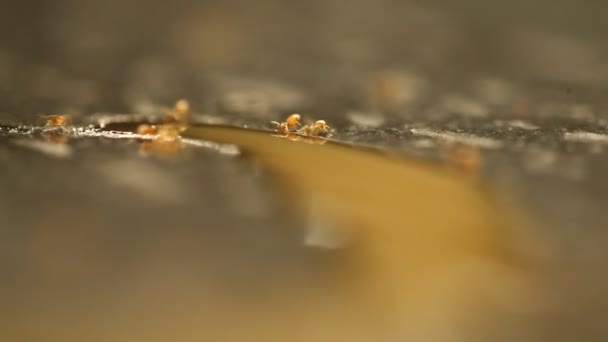 Bal Ile Kırmızı Karıncalar — Stok video