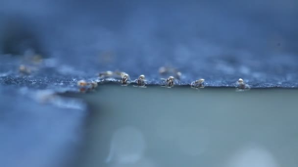 Rote Ameisen Mit Honig — Stockvideo