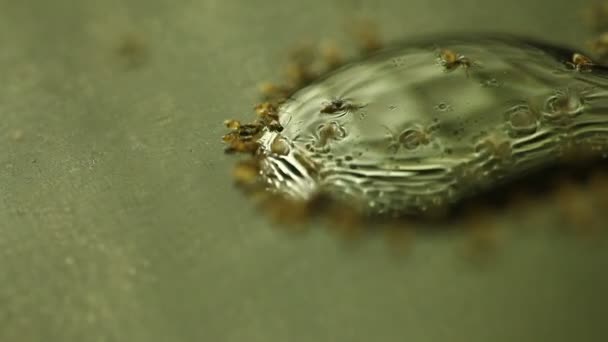 红蚂蚁与蜂蜜 — 图库视频影像