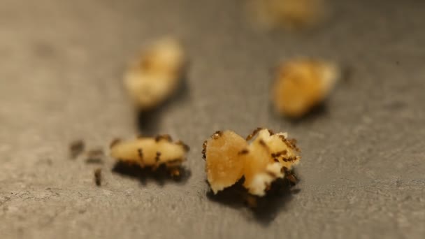 Mieren Een Jaggery — Stockvideo