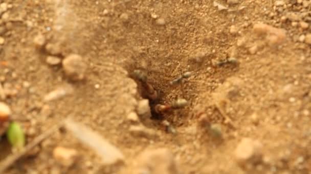 Karıncaların Makro Görüntüsü — Stok video