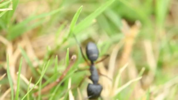 一只蚂蚁的宏观镜头 — 图库视频影像